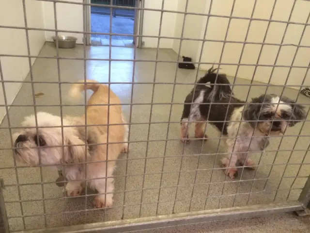 Dogs at the RSPCA in Attercliffe