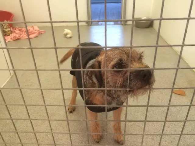 Dog at RSPCA in Attercliffe