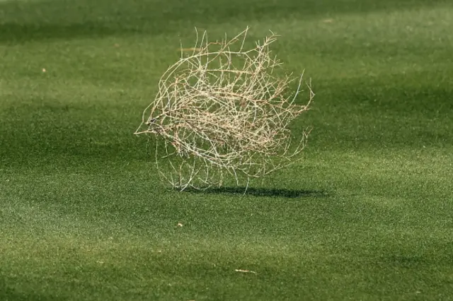 Tumbleweed