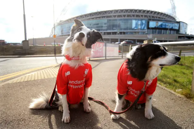 Dogs at Wembley