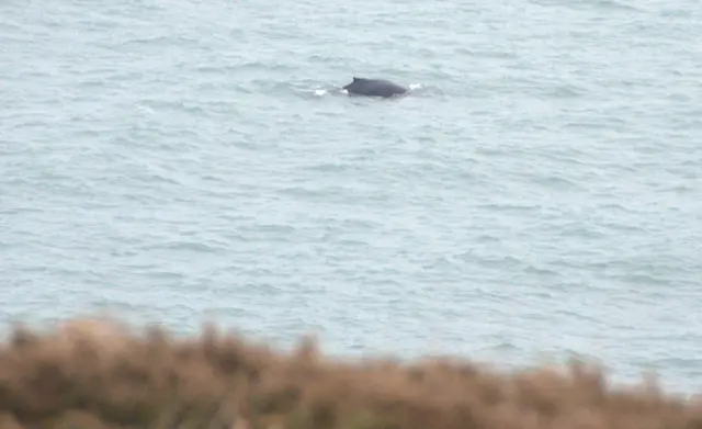 Whale sighting. Pic: Tina Barrott