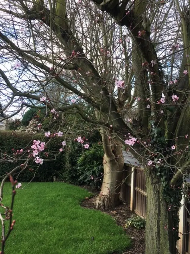 Spring blossom in Sprotborough