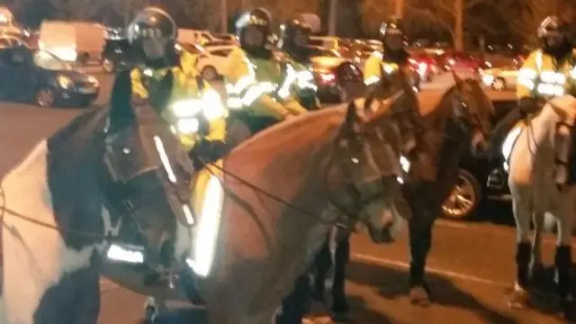 Police horses