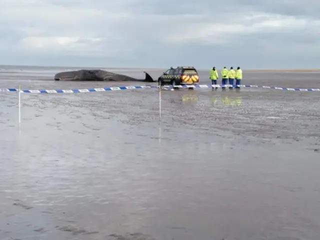 Whale on Hunstanton beach