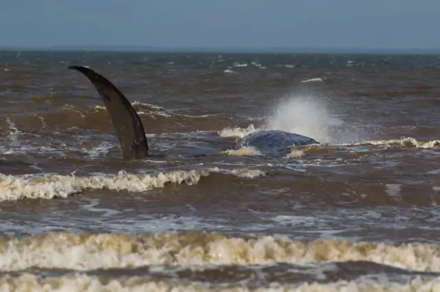 Beached Hunstanton whale