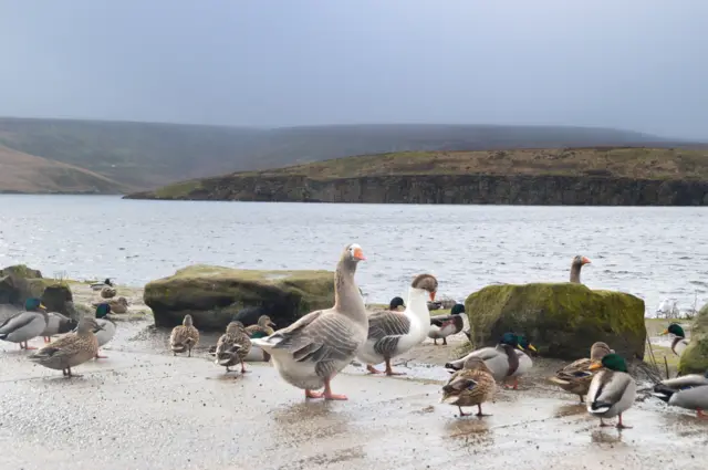 Ducks at Winscar Reservoir in Barnsley