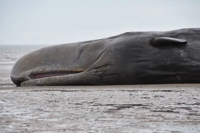 A close-up of the whale