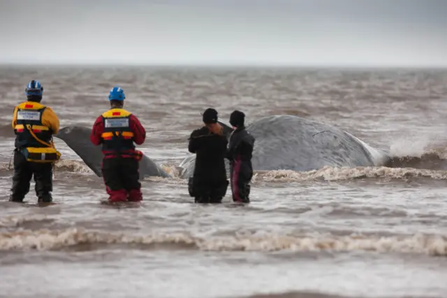 Beached Hunstanton whale