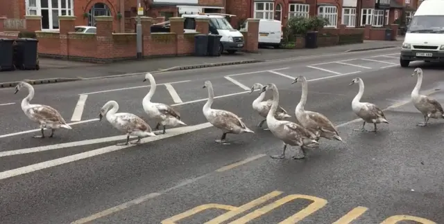 Swans in West Bridgford