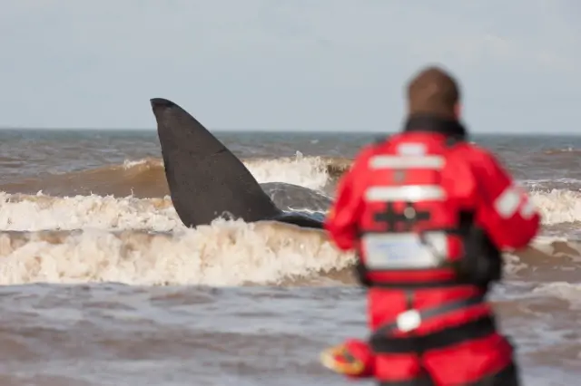 Beached Hunstanton whale