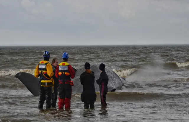 Rescuers stand at the water's edge as waves engulf the whale