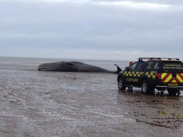 Whale at Hunstanton