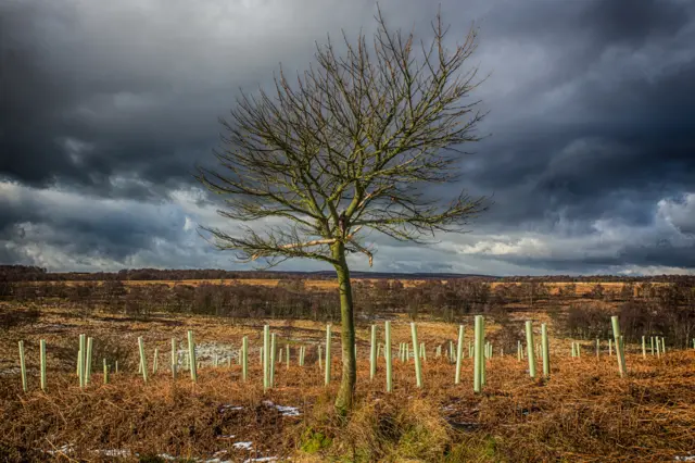 Lone tree at Shillito Wood on the Eastern Moors, Sheffield.