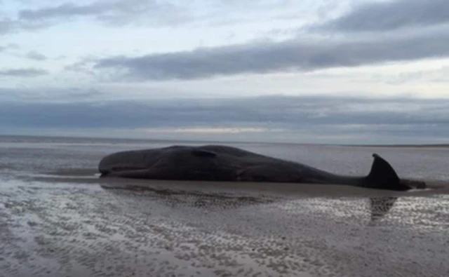 Hunstanton whale