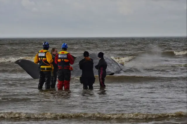 Whale stranded in Hunstanton