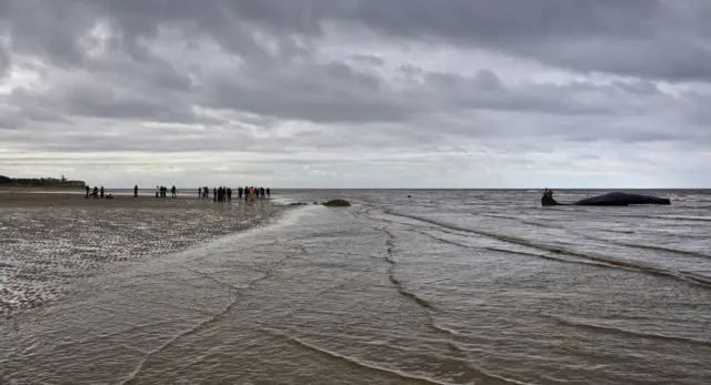 Whale on beach in Hunstanton