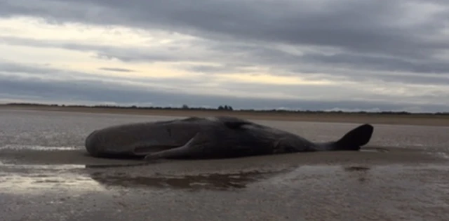 Beached whale