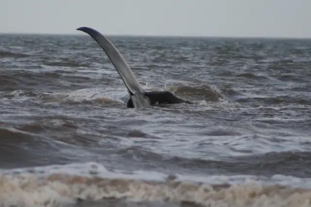 Sea water covering the whale