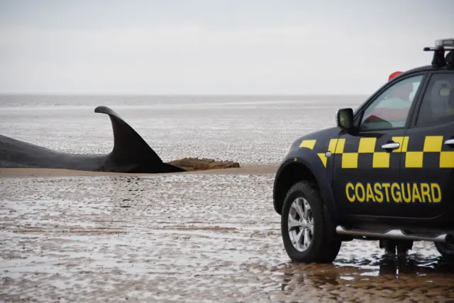 Tail fin of whale and coastguard vehicle