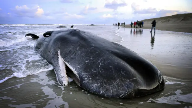 Becahed sperm whale in the Netherlands