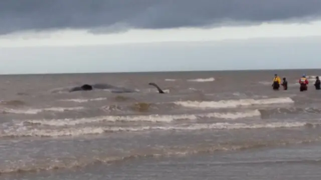 The partially submerged whale in the water