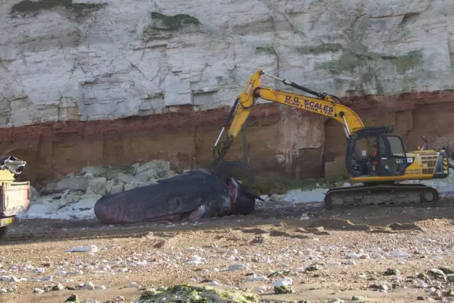 Whale removed from beach