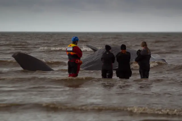 Beached Hunstanton whale