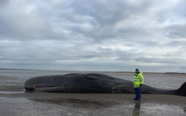 Stranded whale with coastguard