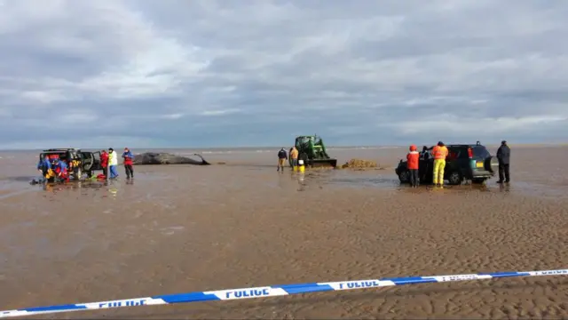 Stranded whale