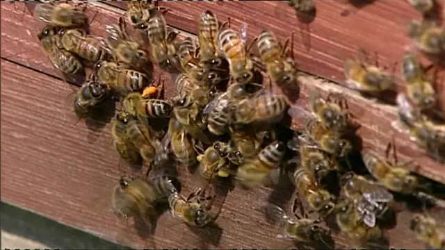 Bees