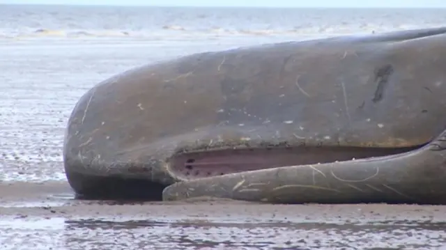 Sperm whale on Hunstanton beach