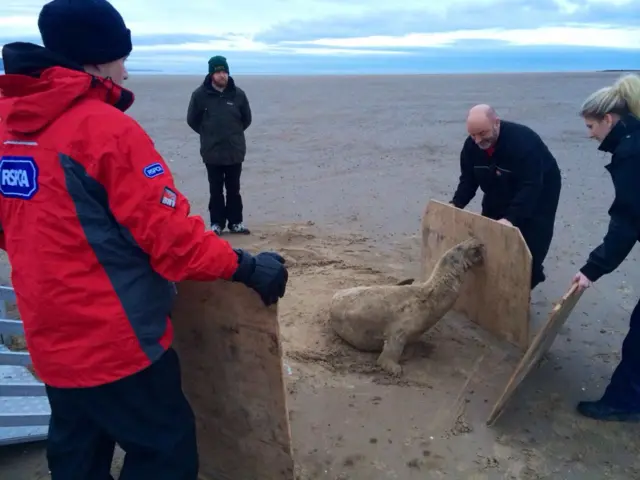 seal being rescued on the beach