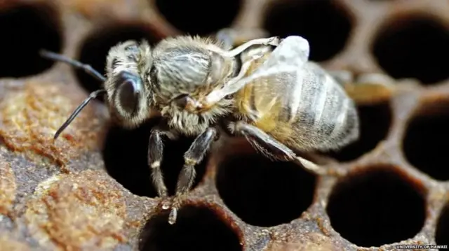 Bee infected with virus