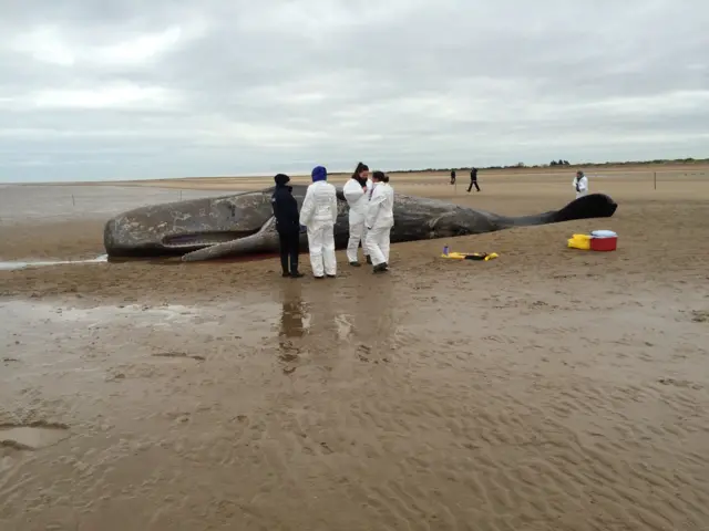 Whale scientists