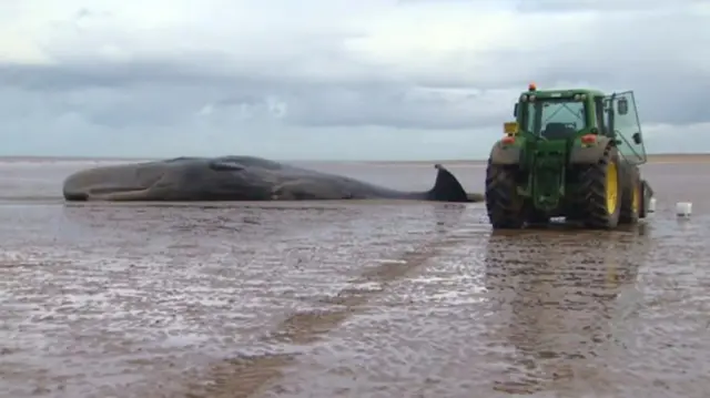 Beached whale