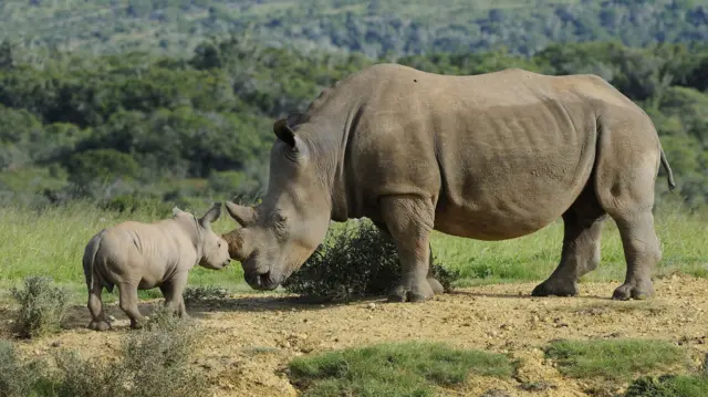 Kariega Game Reserve