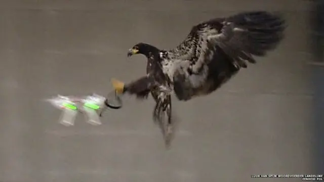 Eagles have been taught to grab drones out of the sky