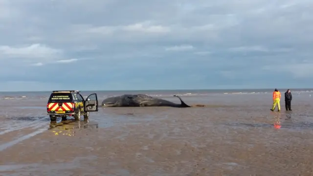 The body of the whale, and a coastguard vehicle