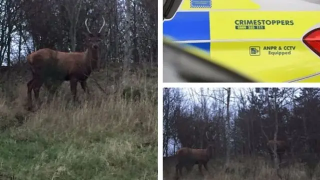 Composite picture of stags and the side of a police car