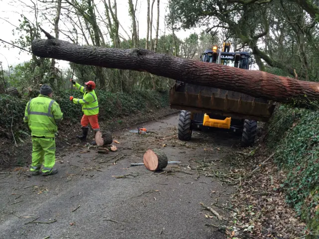 Fallen tree