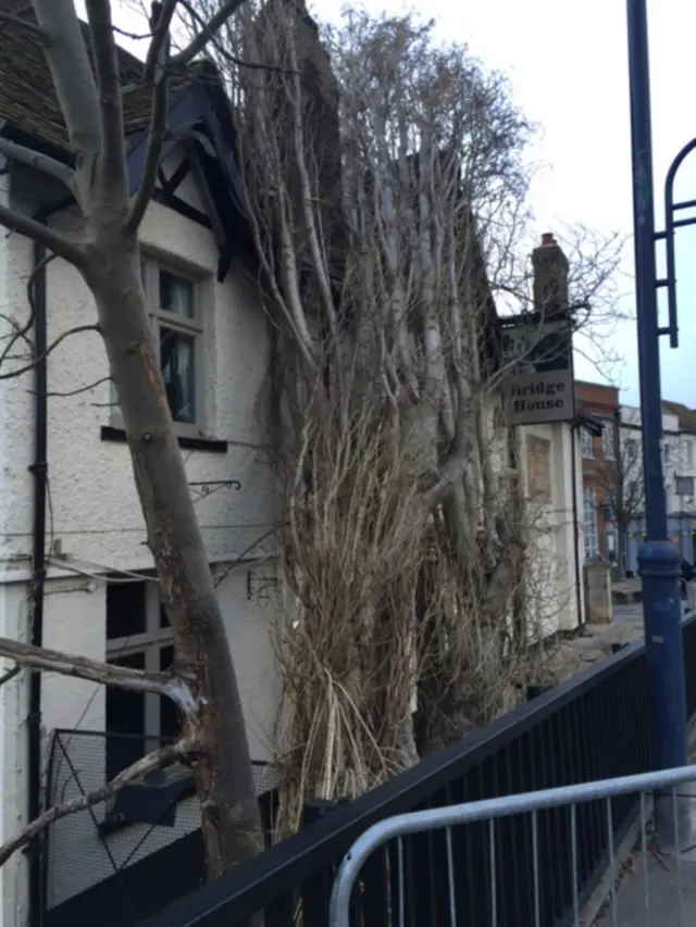 Tree on pub