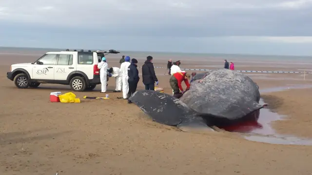 Beached whale at Old Hunstanton