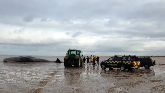 Whale and rescuers on the beach