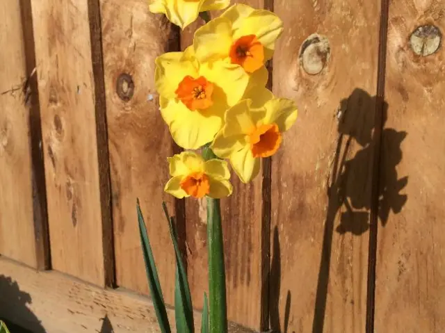 Daffodil in bloom