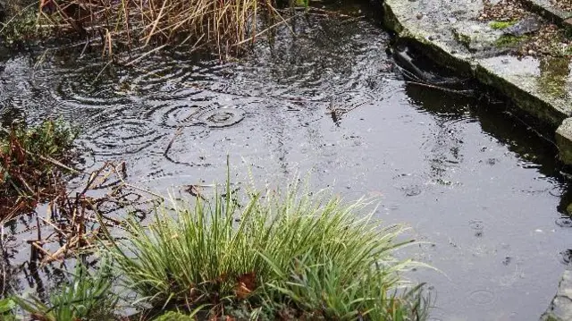 Pond in Chorlton