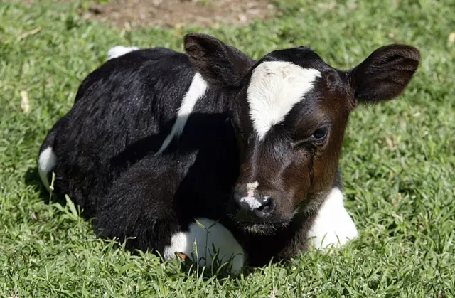 Calf