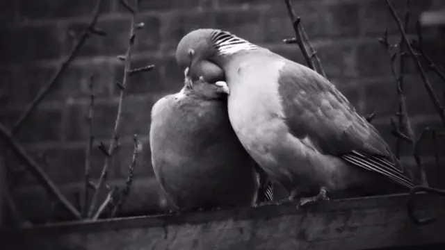 Pigeons nuzzling each other