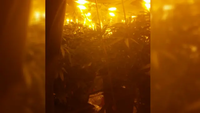 Cannabis in St Albans property