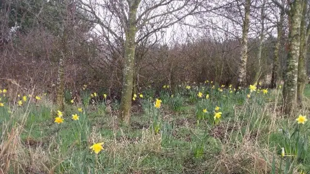 Daffodils in Hednesford