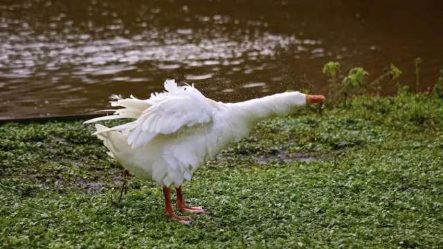 Goose at Madeley Pool